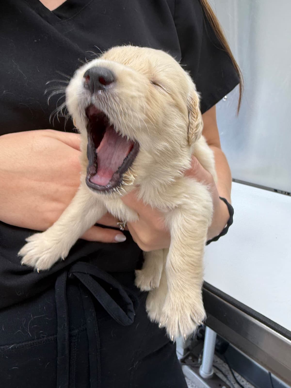 Golden Retriever Puppies breeder image 22
