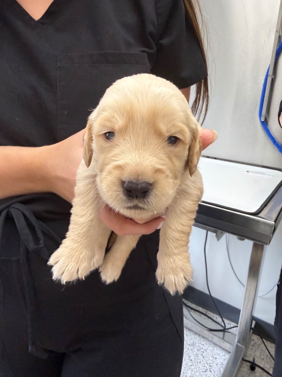 Golden Retriever Puppies breeder image 20