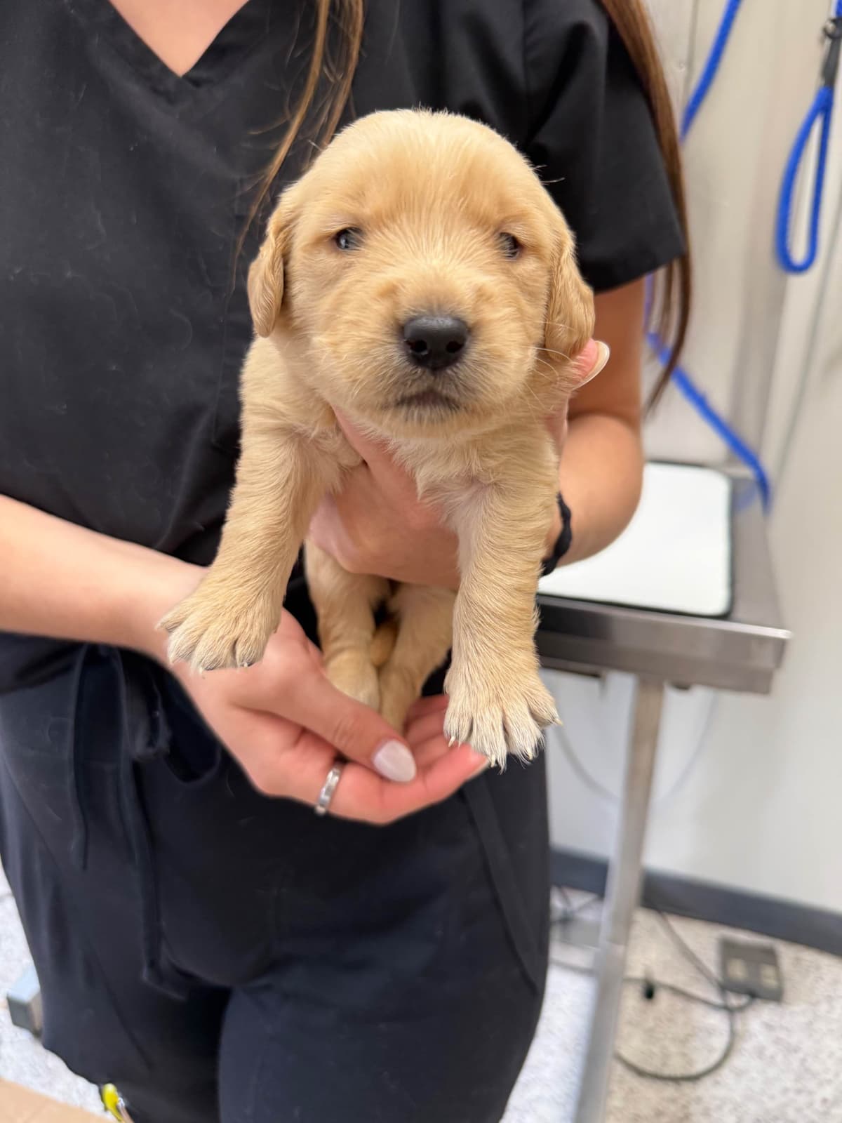 Golden Retriever Puppies breeder image 21