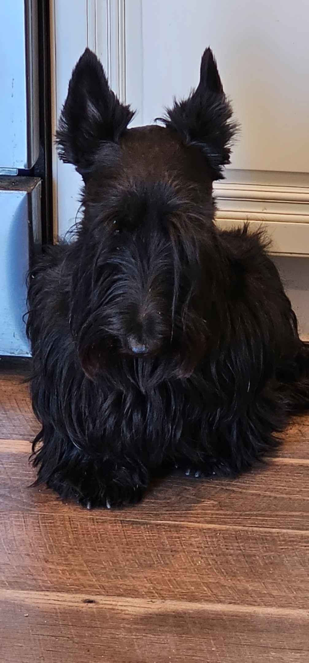 Scottish Terrier Puppies breeder image 1
