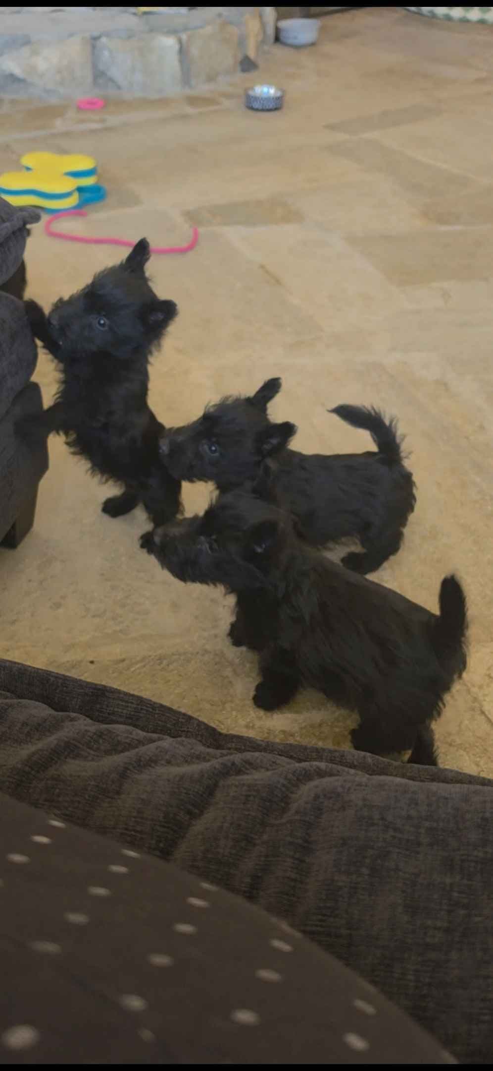 Scottish Terrier Puppies breeder image 7