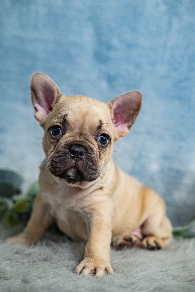 Genetically Clear Mini Poodle Puppy breeder image 5