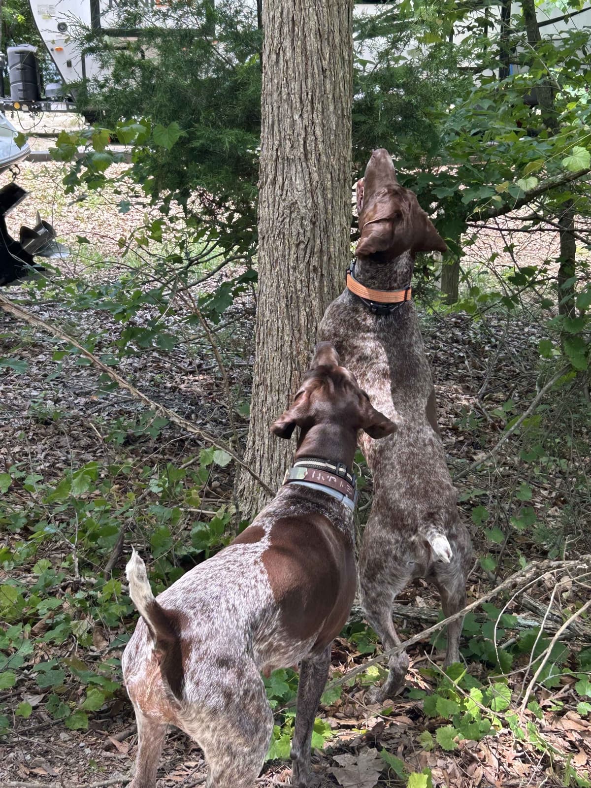 German Shorthaired Pointer Puppies- Beautiful and Handsome breeder image 14