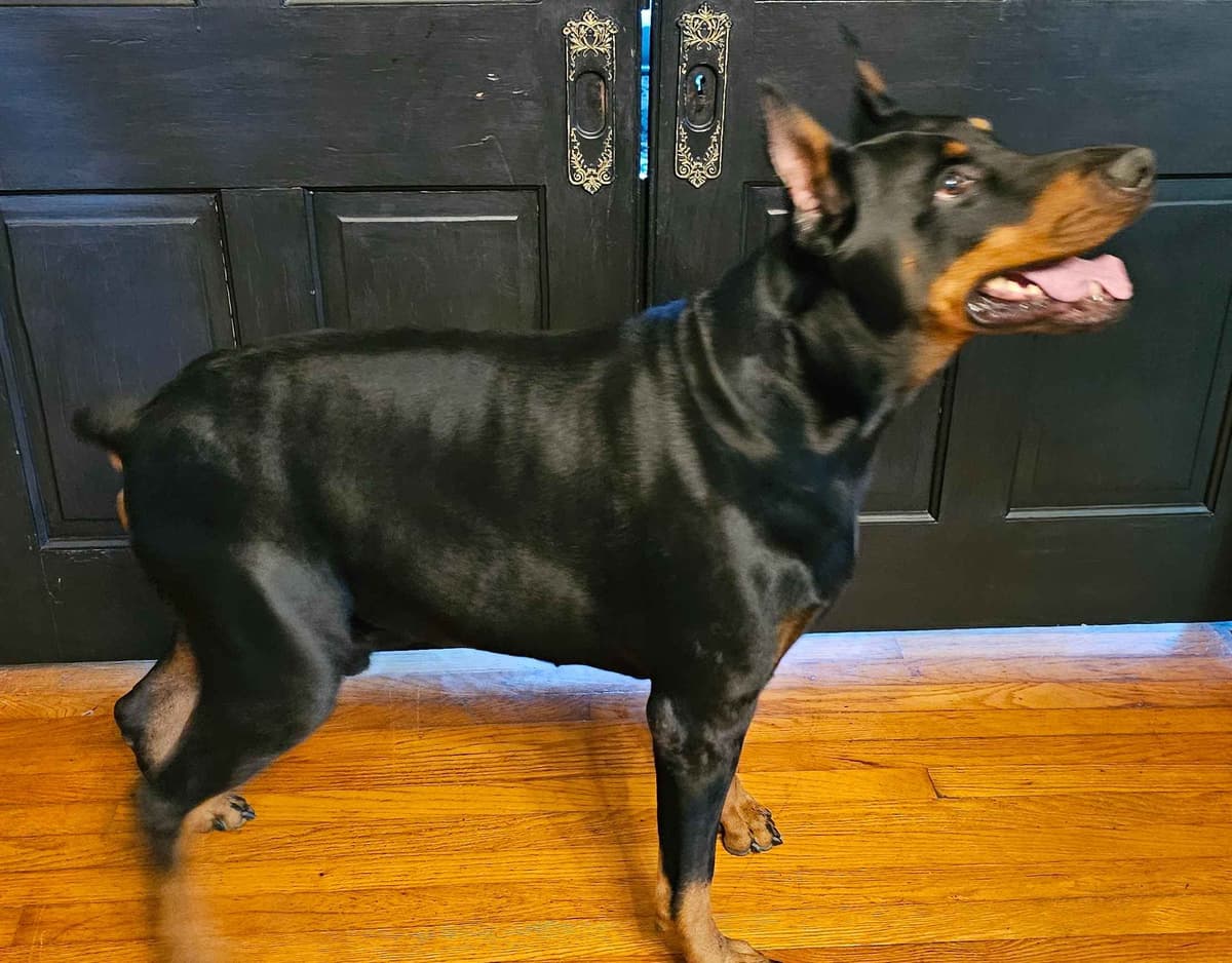 Doberman Pinscher Puppies breeder image 4