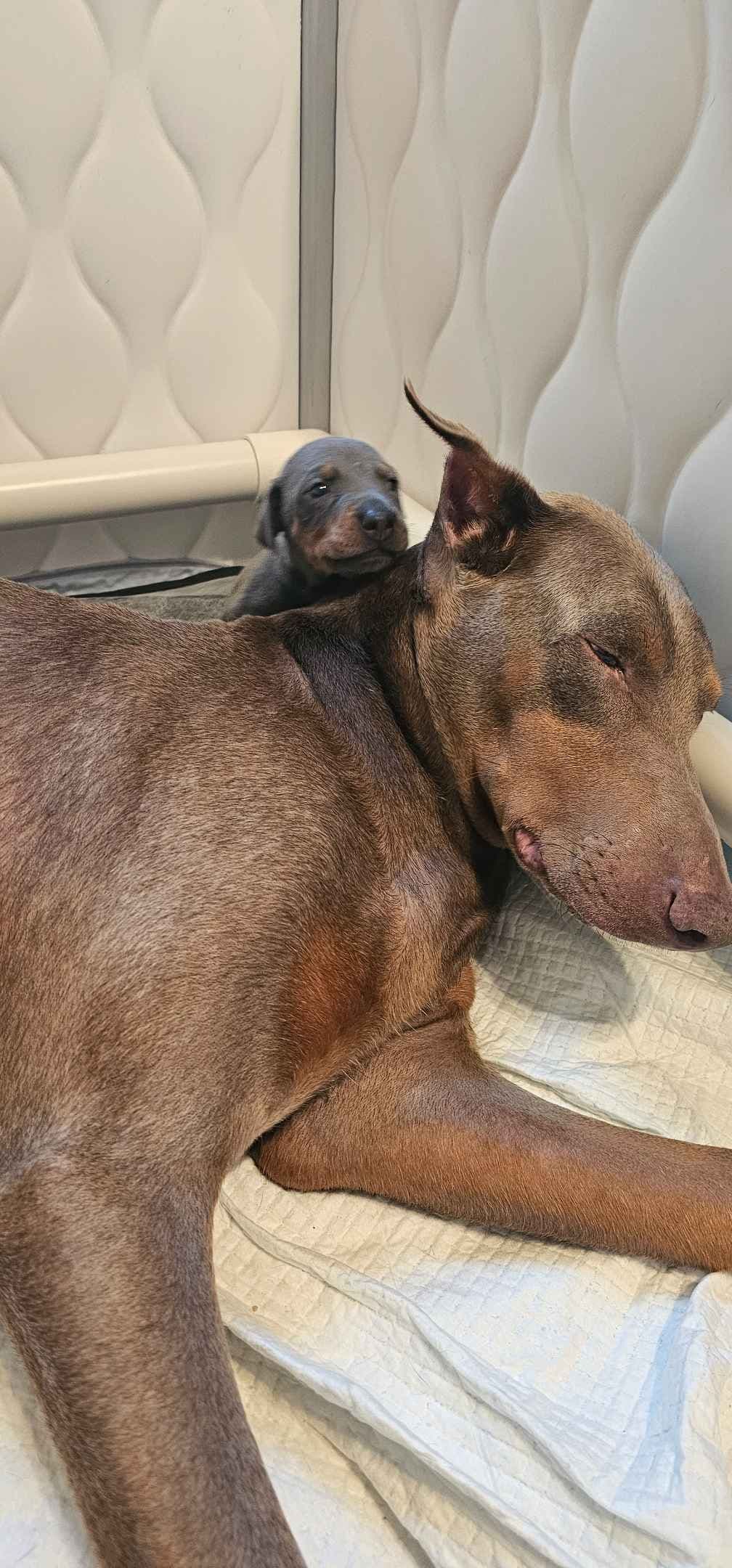 Doberman Pinscher Puppies breeder image 5
