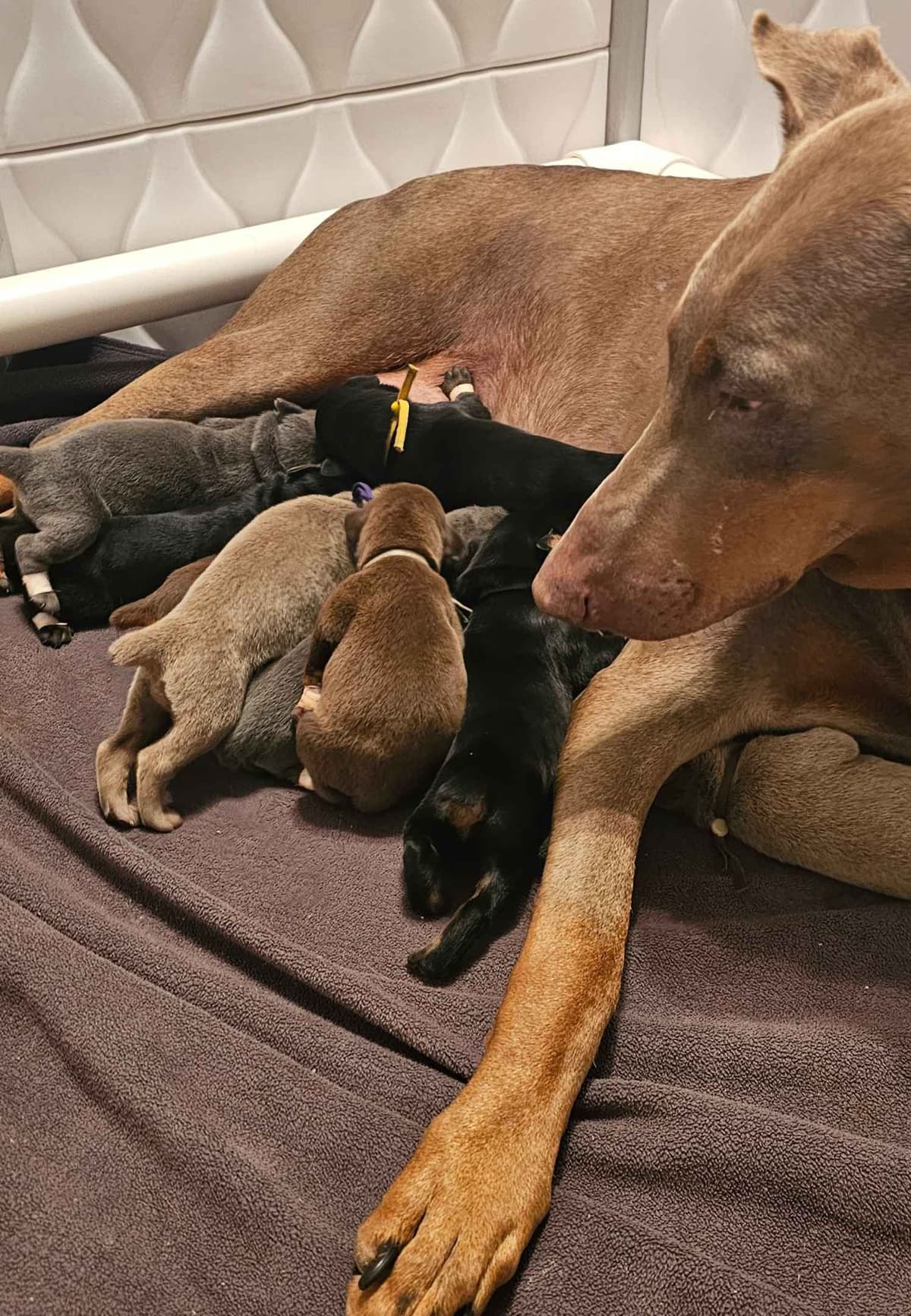 Doberman Pinscher Puppies breeder image 7