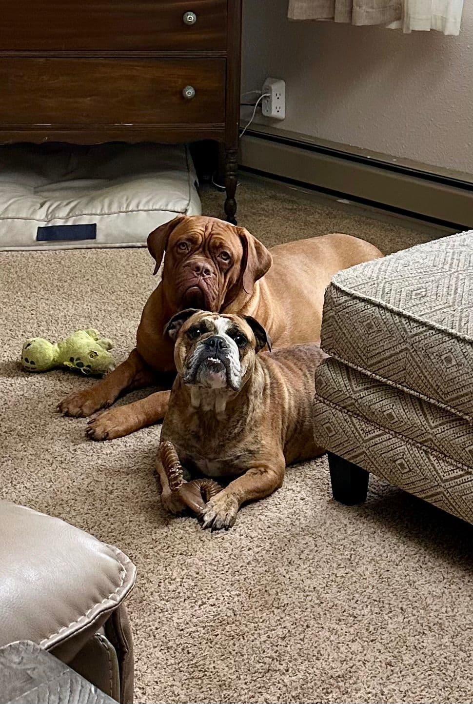 Markiss’s Dogue de Bordeaux Puppies- Little Rascals breeder image 5