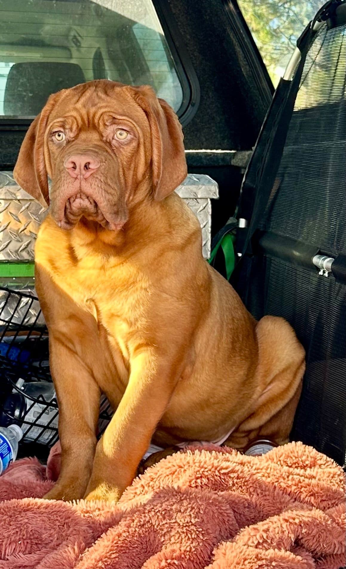 Markiss’s Dogue de Bordeaux Puppies- Little Rascals breeder image 1