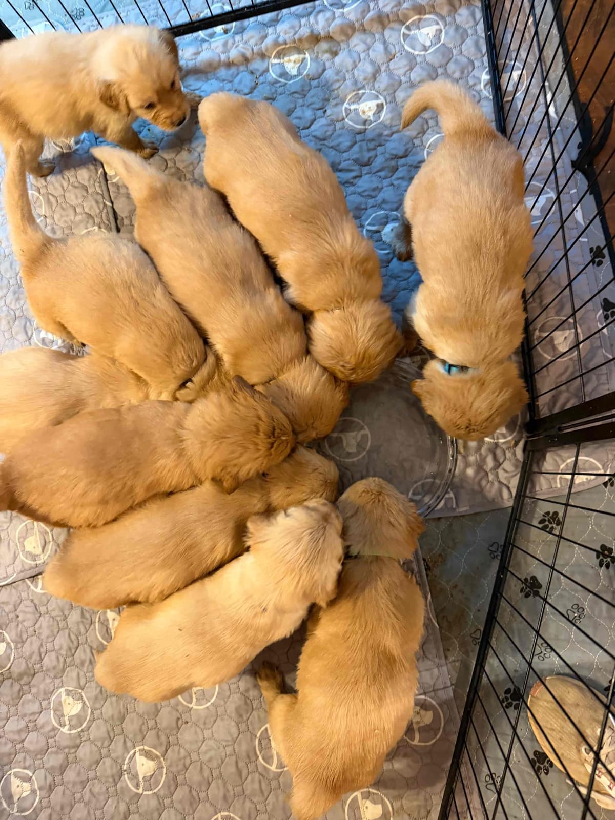 Golden Retriever Puppies breeder image 3
