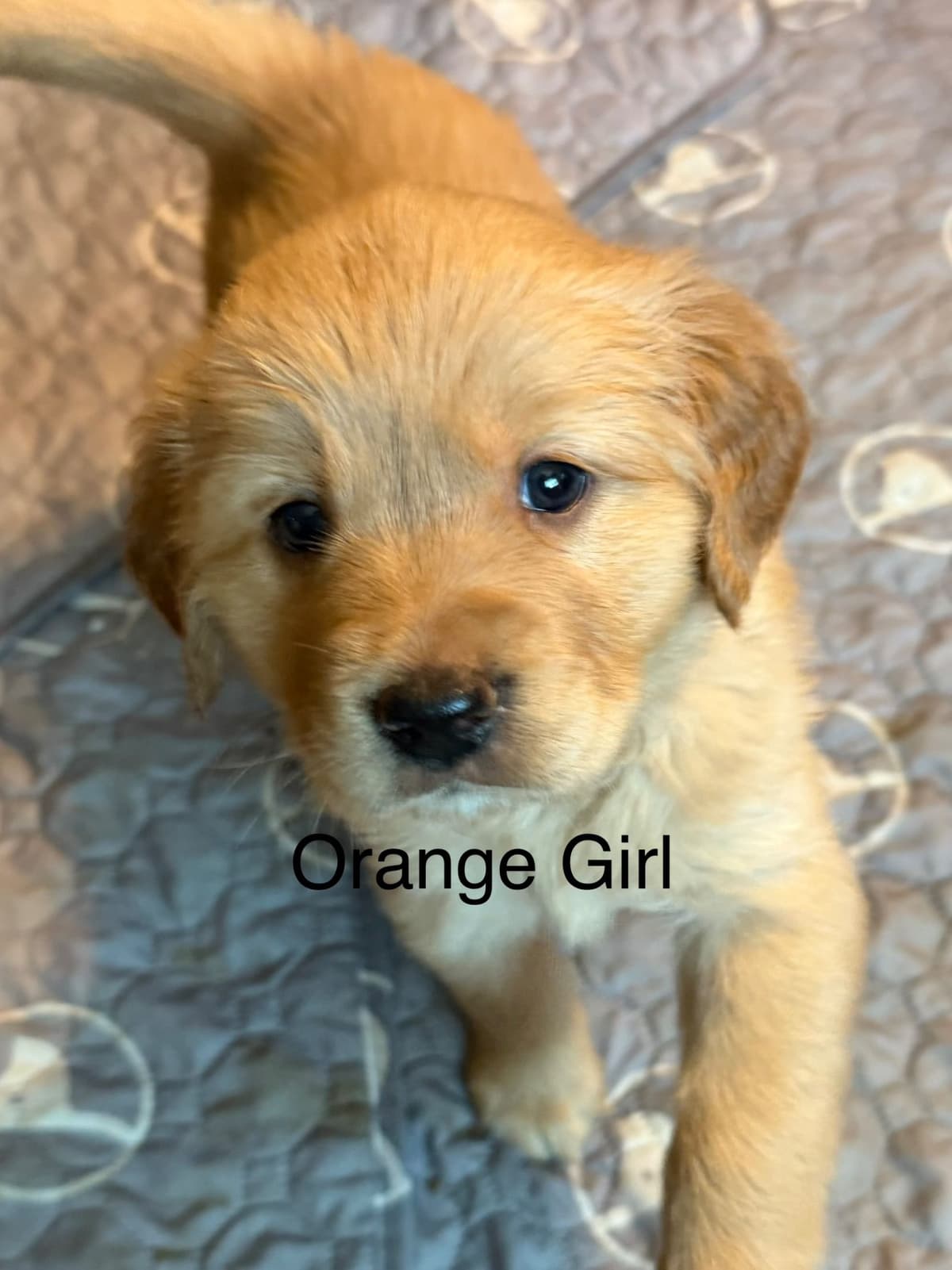 Golden Retriever Puppies breeder image 9