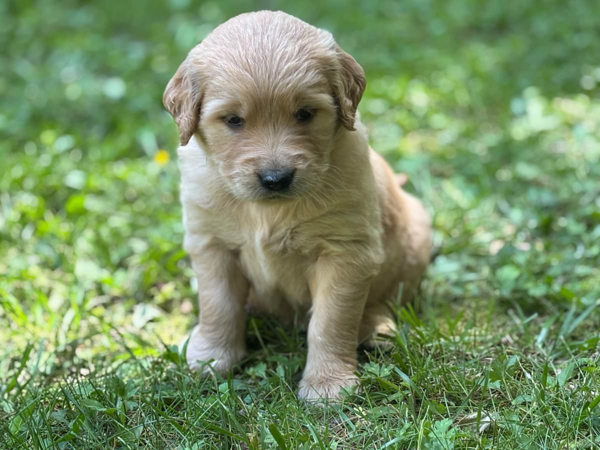 Golden Retriever Puppies breeder image 1