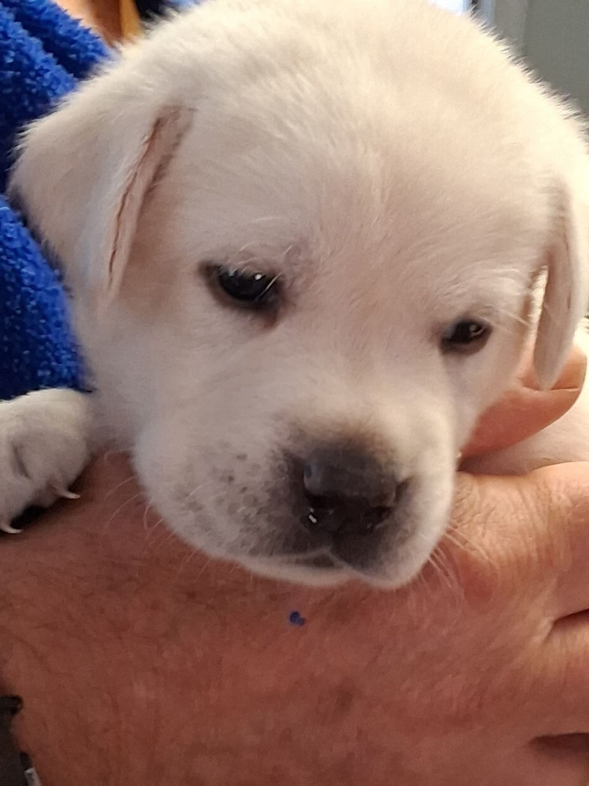 Labrador Retriever Puppies breeder image 5