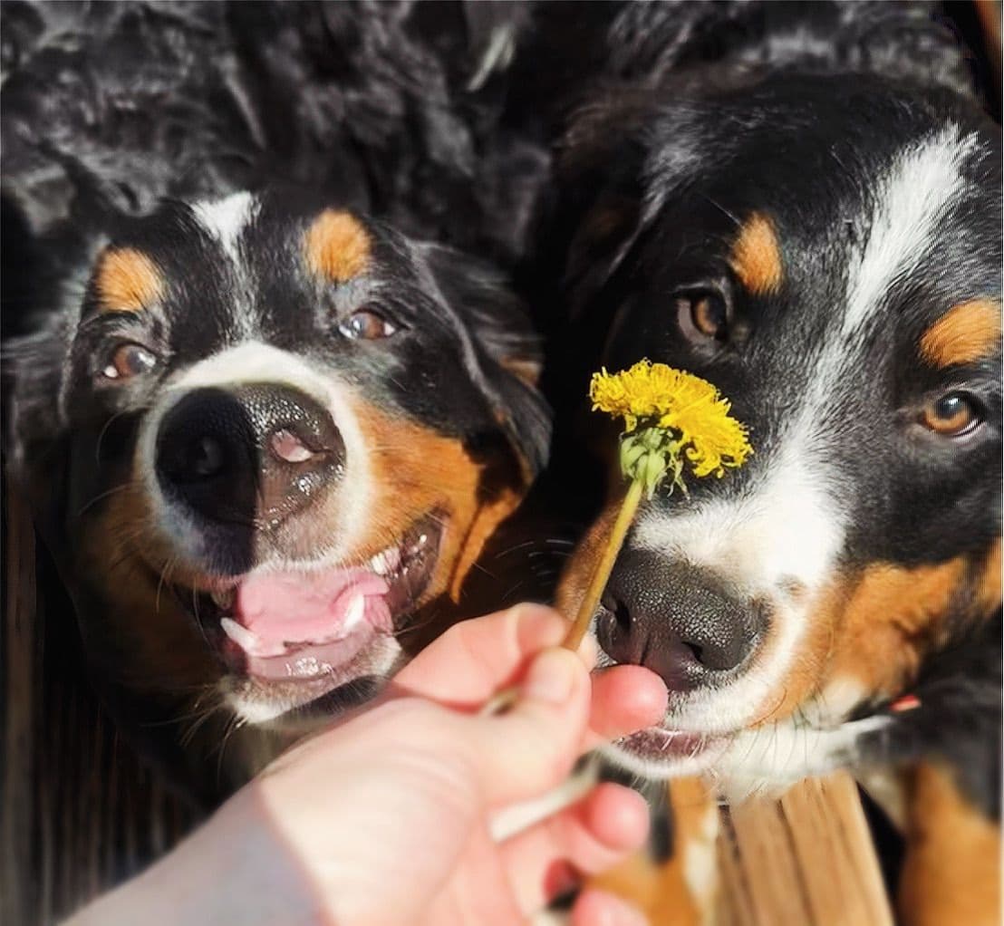Akc Bernese Mountain Dog Puppy breeder image 5