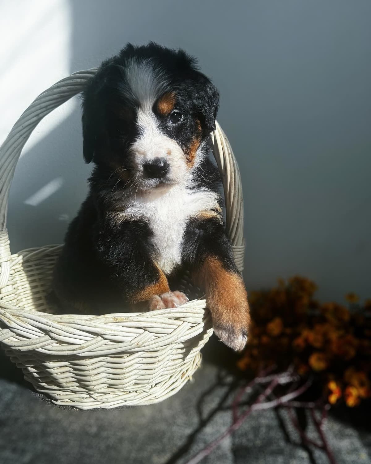 Akc Bernese Mountain Dog Puppy breeder image 8