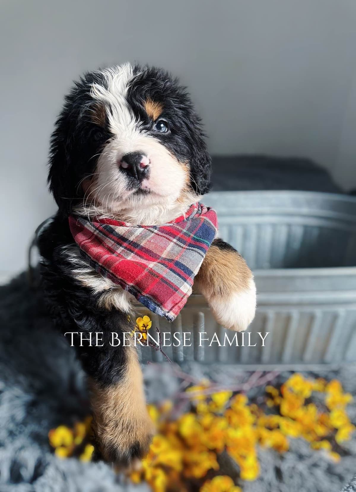 Akc Bernese Mountain Dog Puppy breeder image 15