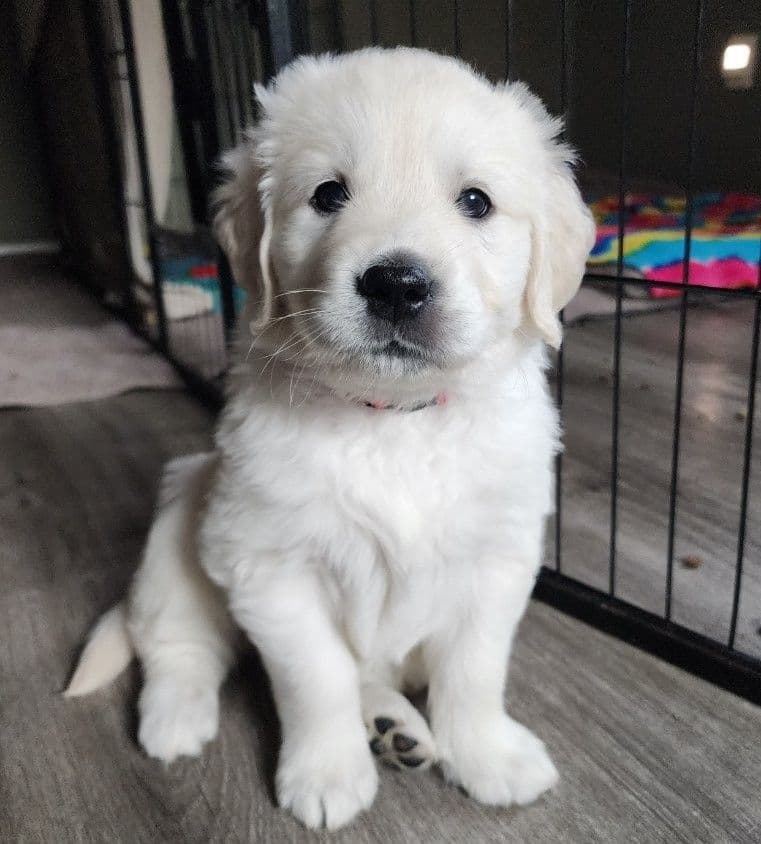 English Golden Retriever Puppies breeder image 24