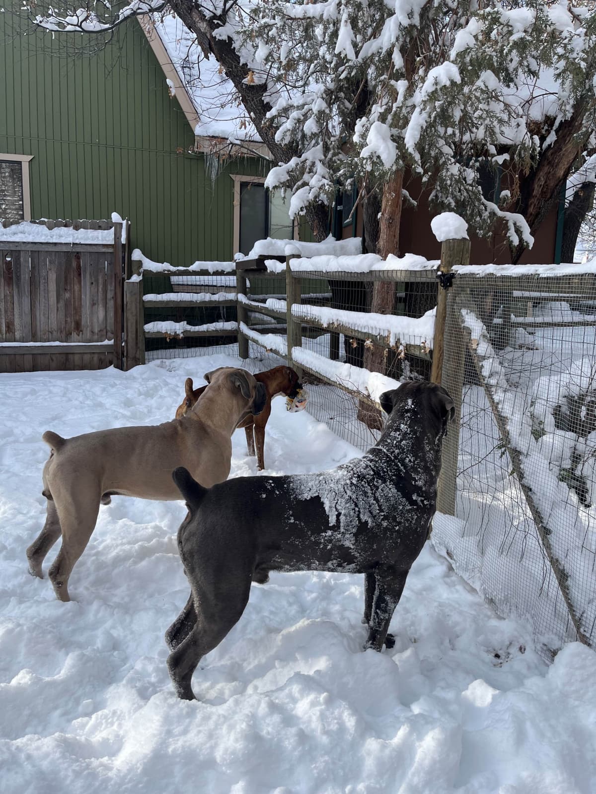 Cane Corso Puppies breeder image 1