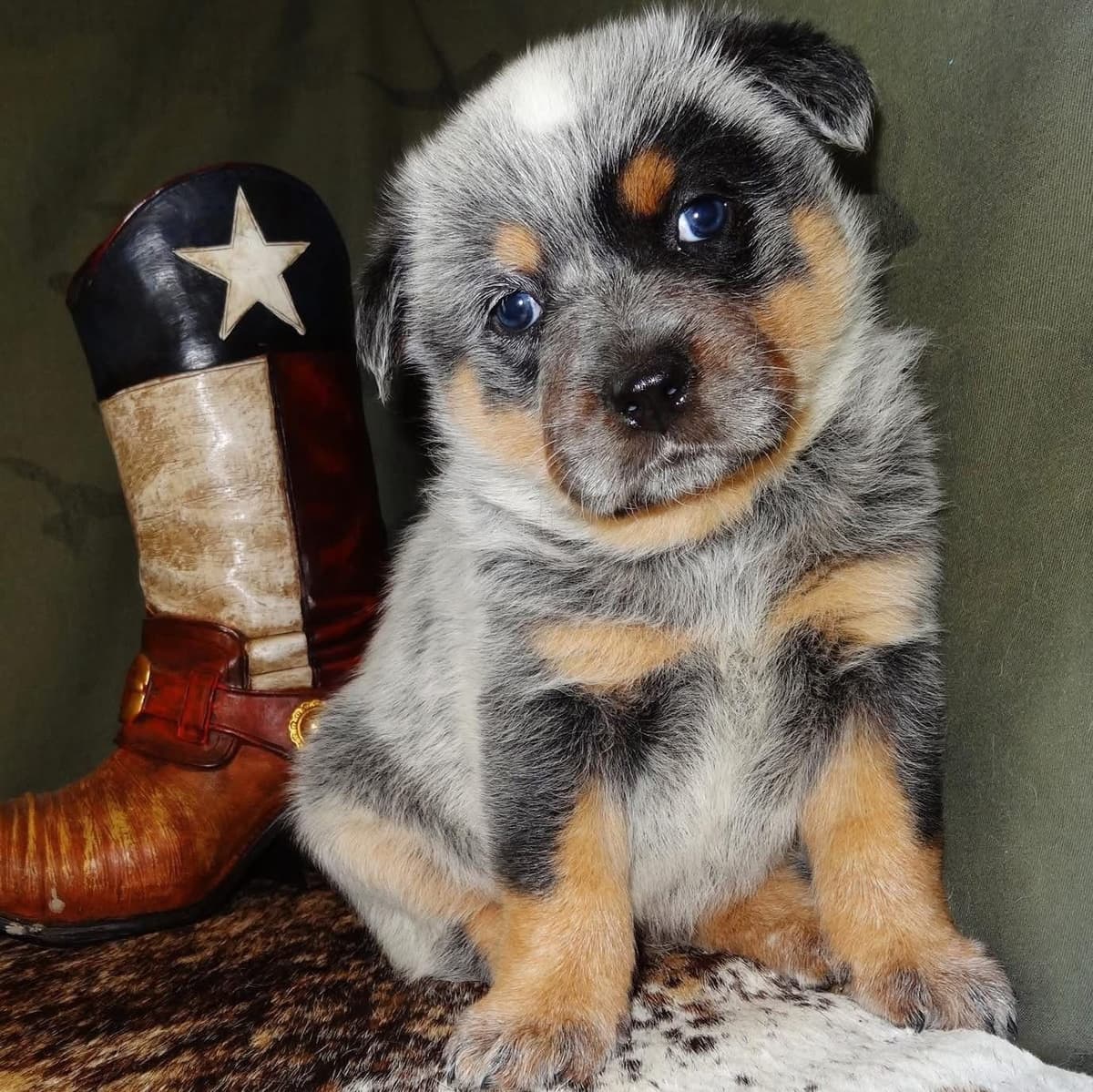 Quality Welsh Corgi Puppies breeder image 4