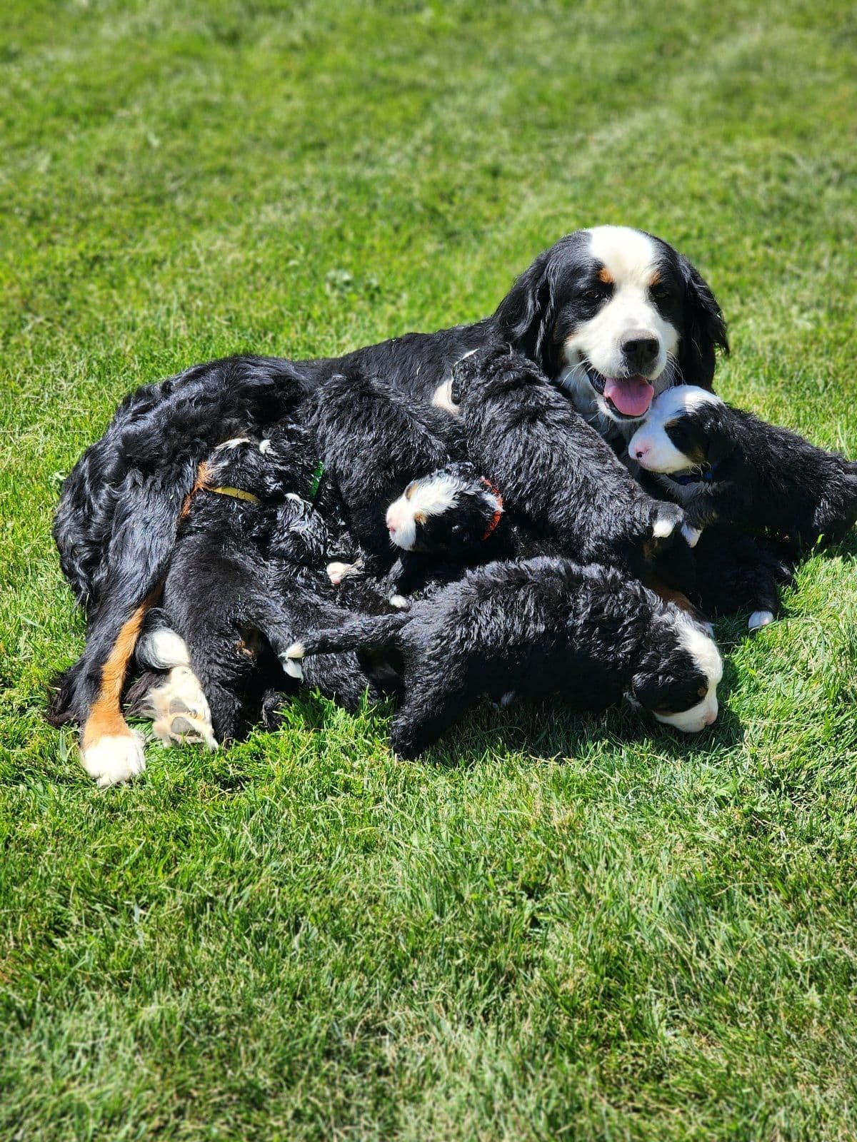 Idaho Ranch Raised Bernese Mountain Puppies | Exceptional Bloodlines breeder image 11