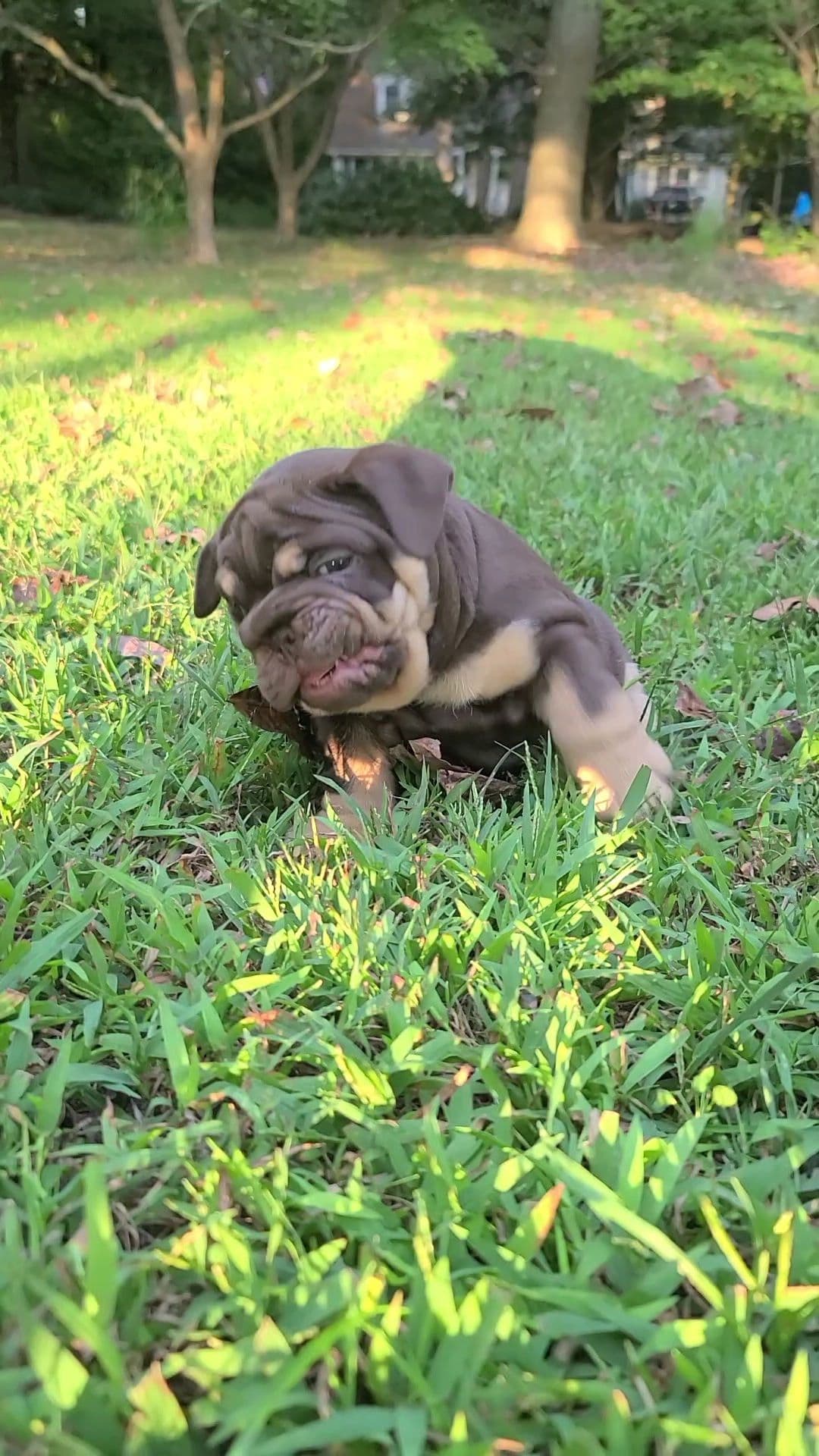 Bulldog Puppies breeder image 6
