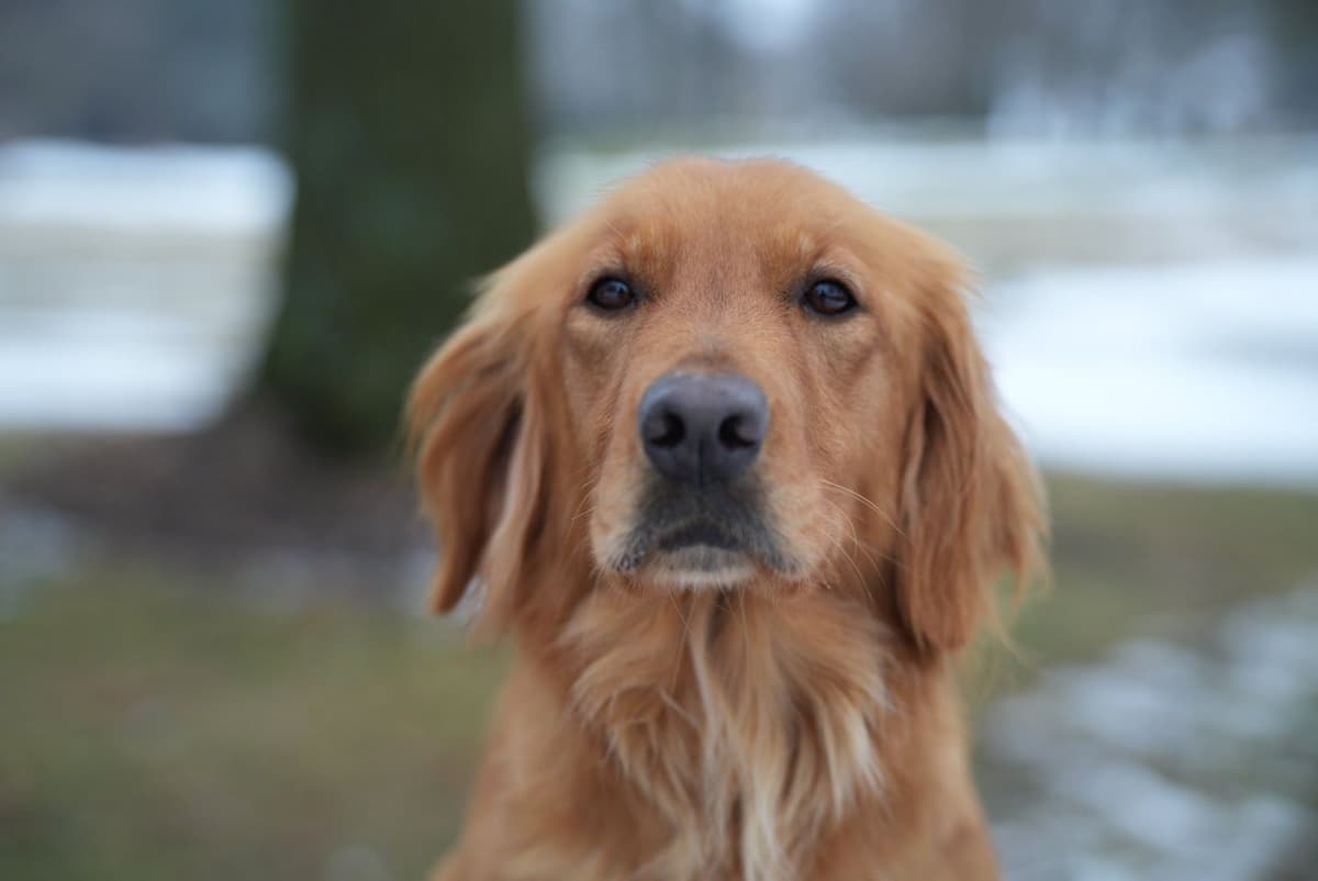 Field Bred Golden Retriever Puppies breeder image 2