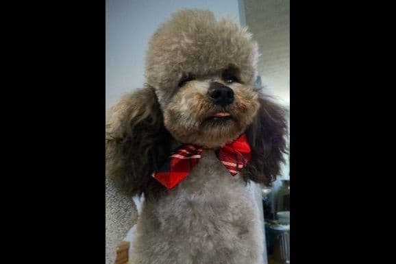 Poodle Puppies breeder image 8