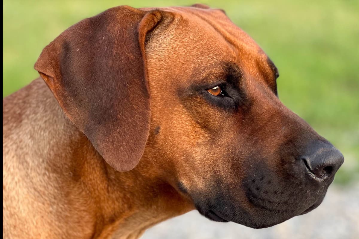 Rhodesian Ridgeback Puppies breeder image 1