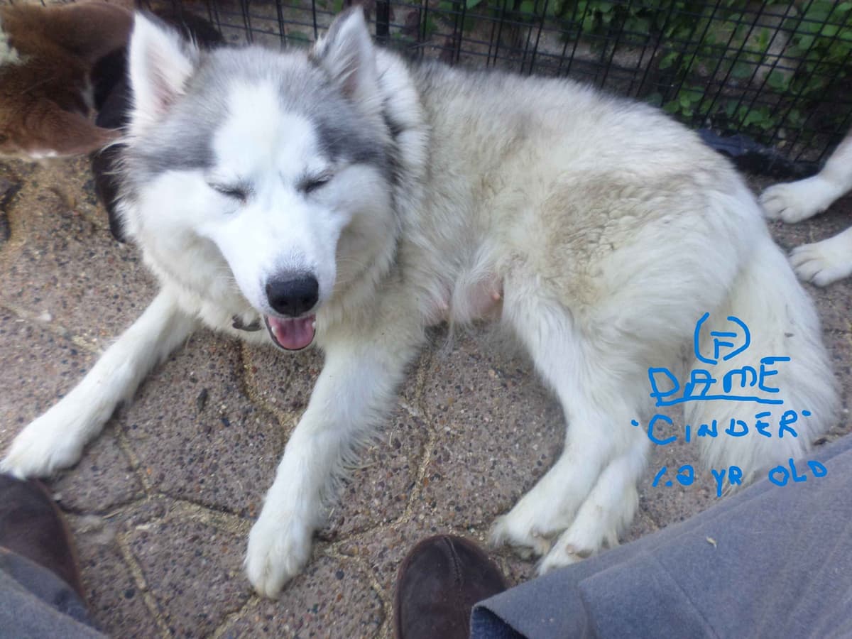 SIBERIAN HUSKY "WOOLIE" PUPPIES breeder image 5