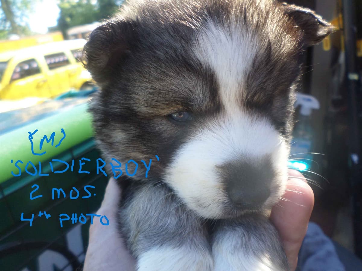 SIBERIAN HUSKY "WOOLIE" PUPPIES breeder image 7