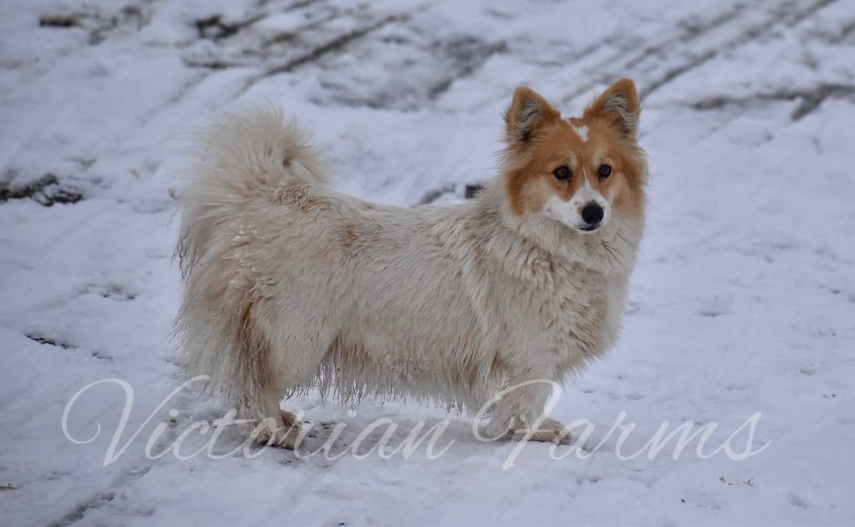 Gorgeous Pembroke Welsh Corgi Puppies with tails! breeder image 8