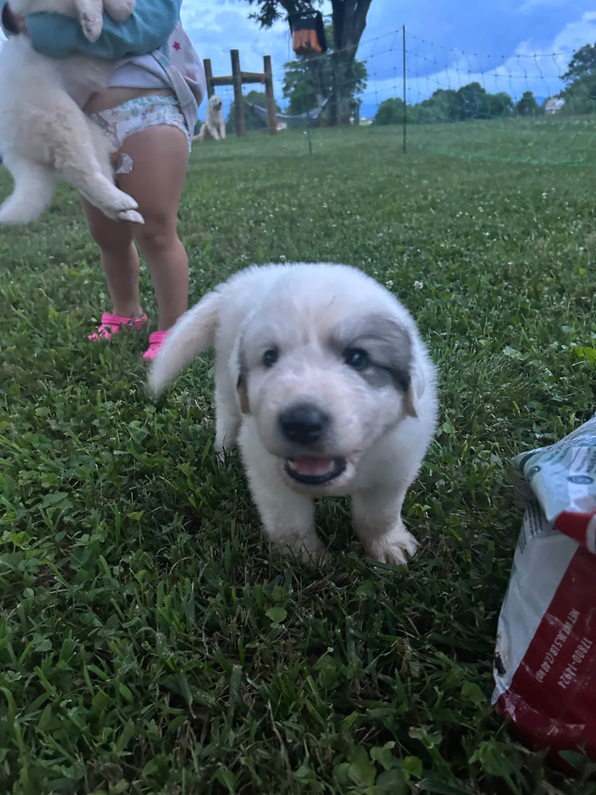Great Pyrenees Puppies breeder image 2