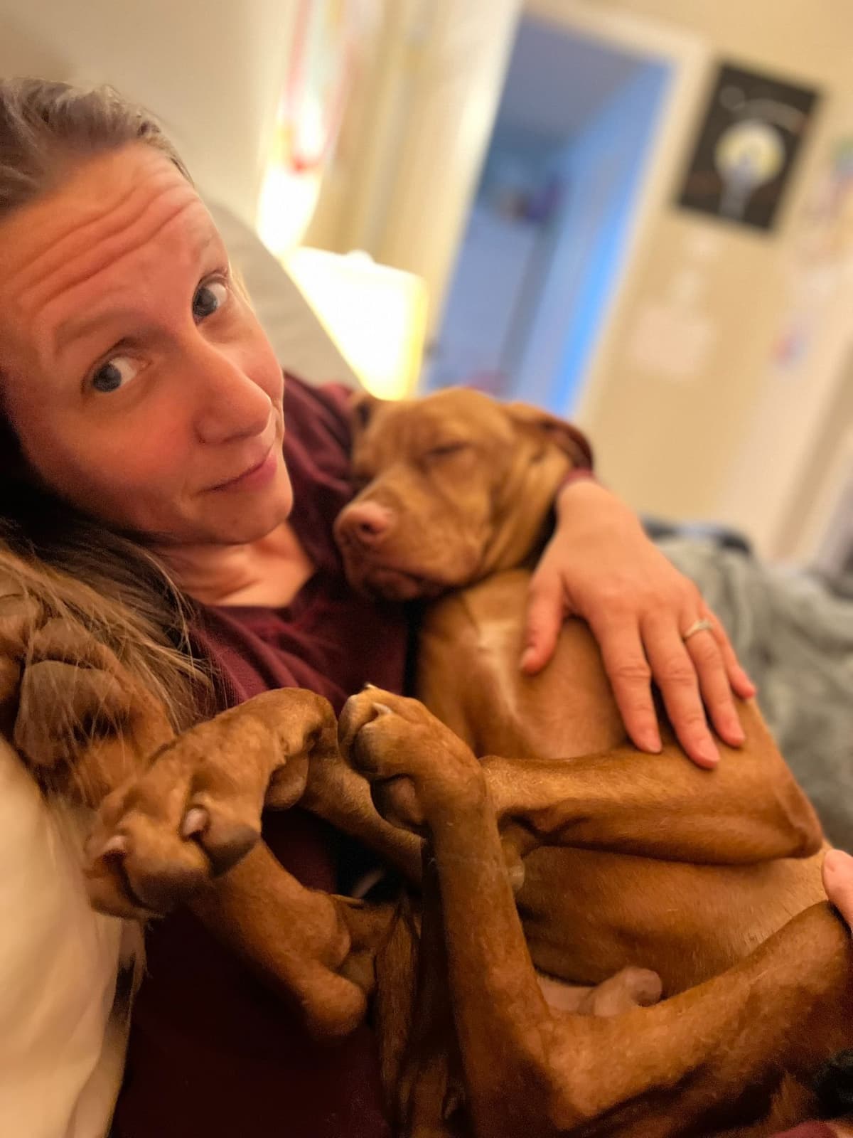 Vizsla Puppies breeder image 5