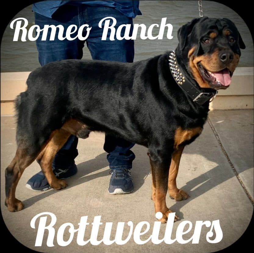 Romeo Ranch Rottweiler Puppies 4054098923 breeder image 26
