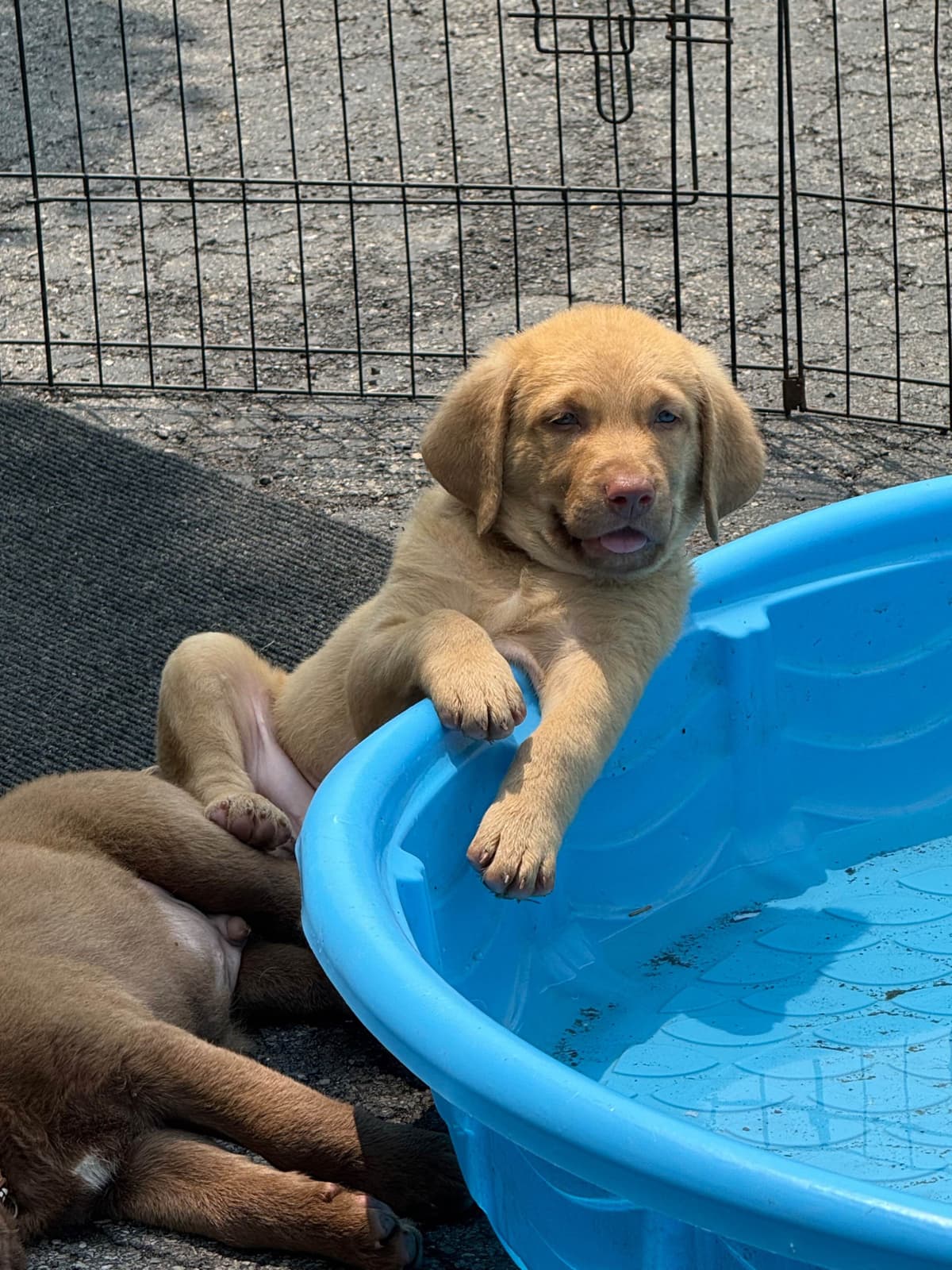 Chesapeake Bay Retriever Puppies breeder image 1