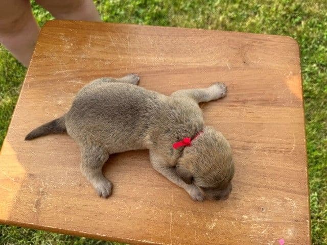 Chesapeake Bay Retriever Puppies breeder image 15
