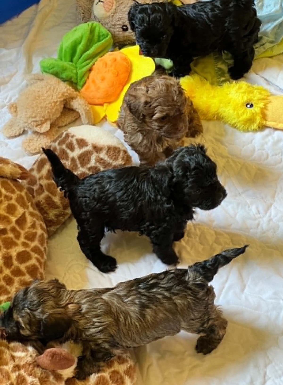 Brussels Griffon Puppies breeder image 6