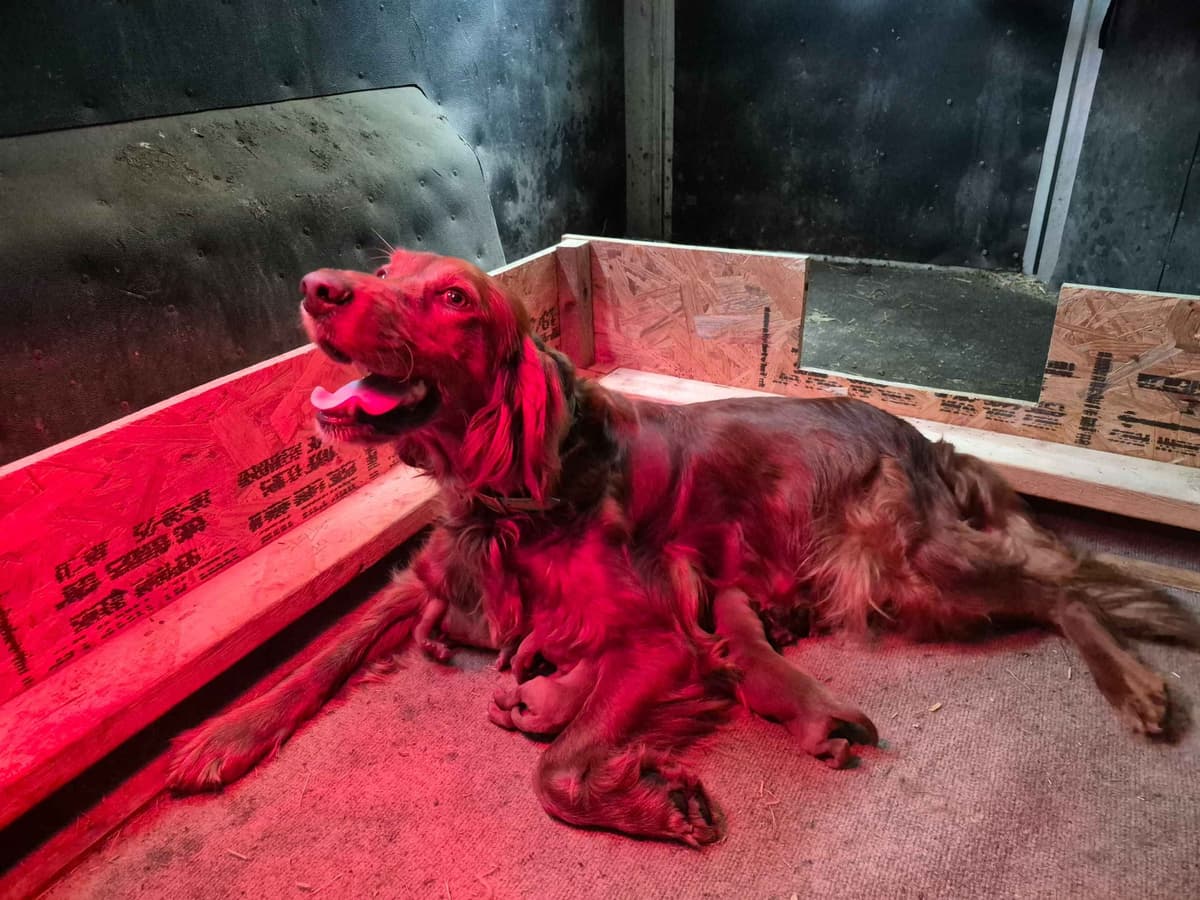 Irish Setter Puppies breeder image 9