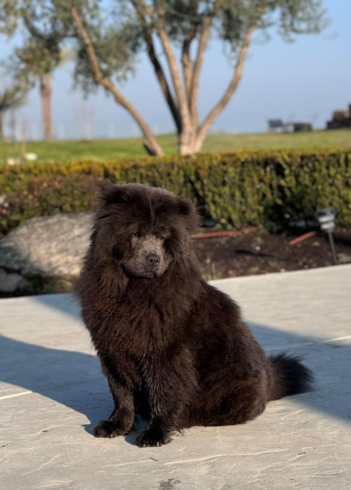 Chow Chow Puppies breeder image 2