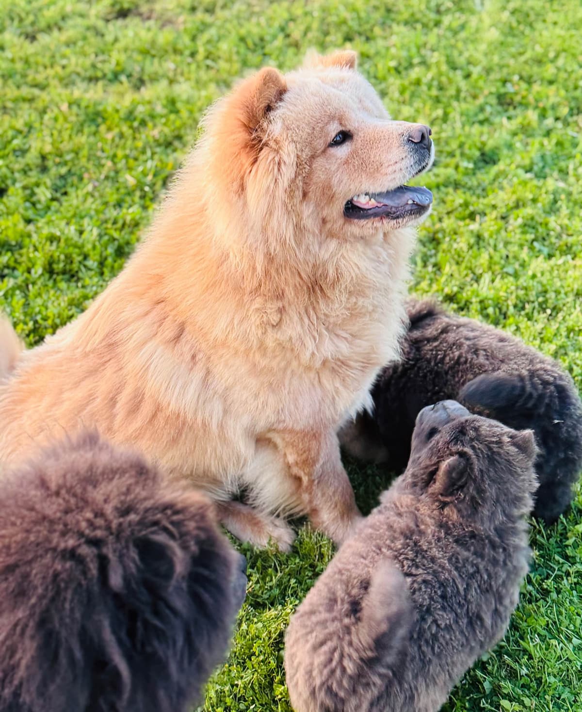Chow Chow Puppies breeder image 10