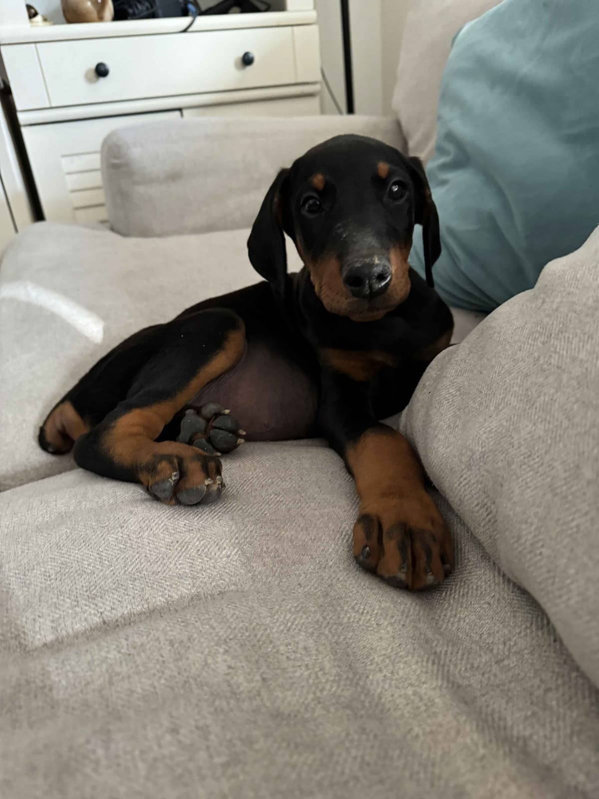 Doberman Pinscher Puppies breeder image 8