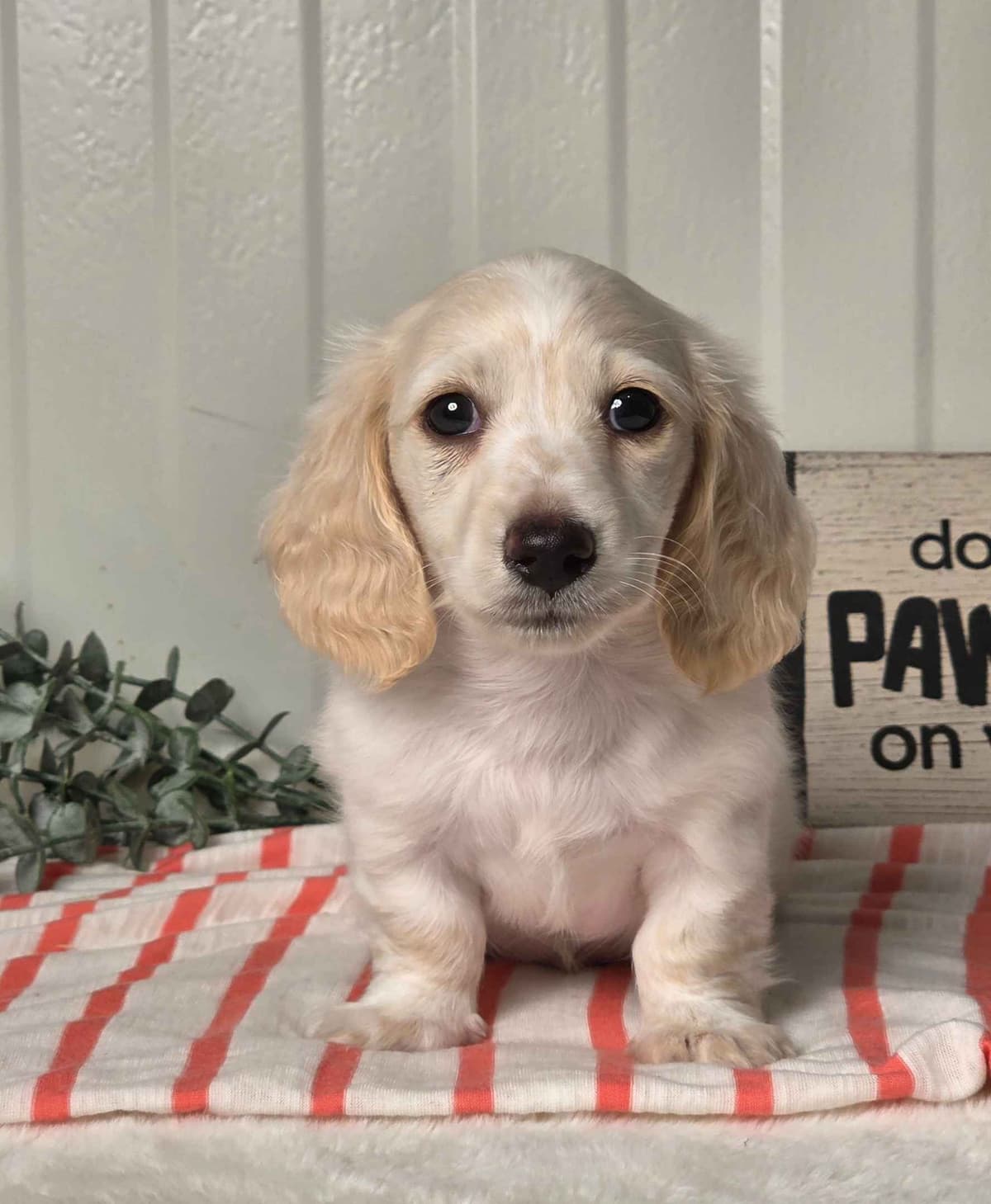 Dachshund Puppies breeder image 10