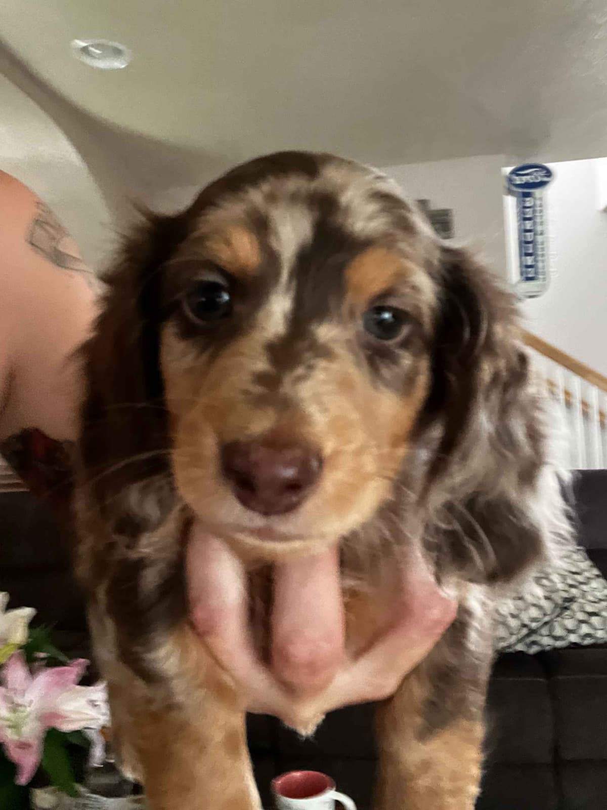 Long haired Mini Dachshund Puppies breeder image 19