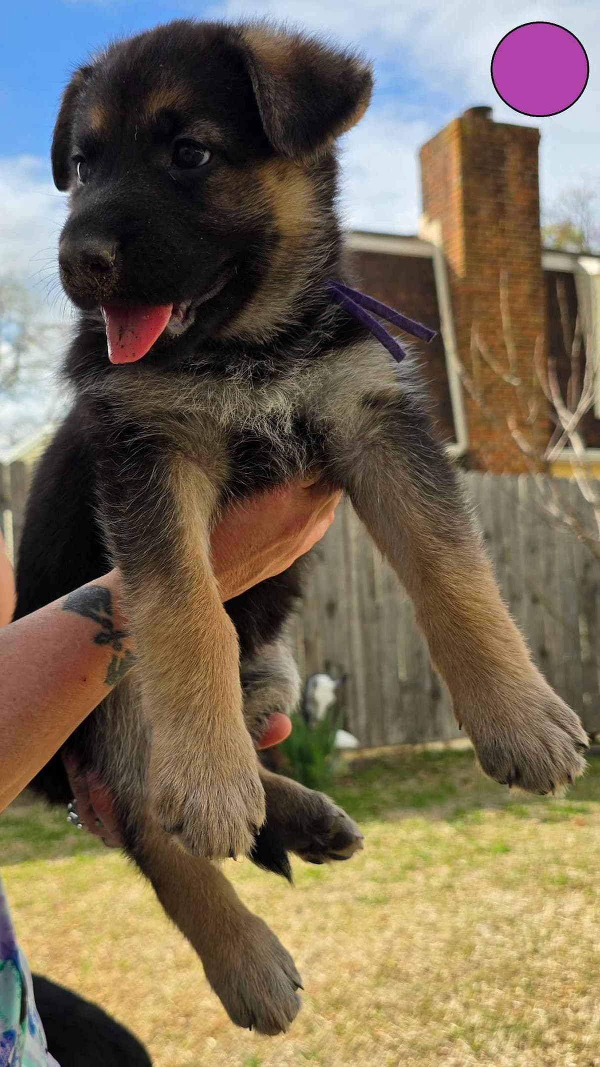 German Shepherd Dog Puppies - 2 Solid Black, 4 Black w/ white on chest breeder image 14