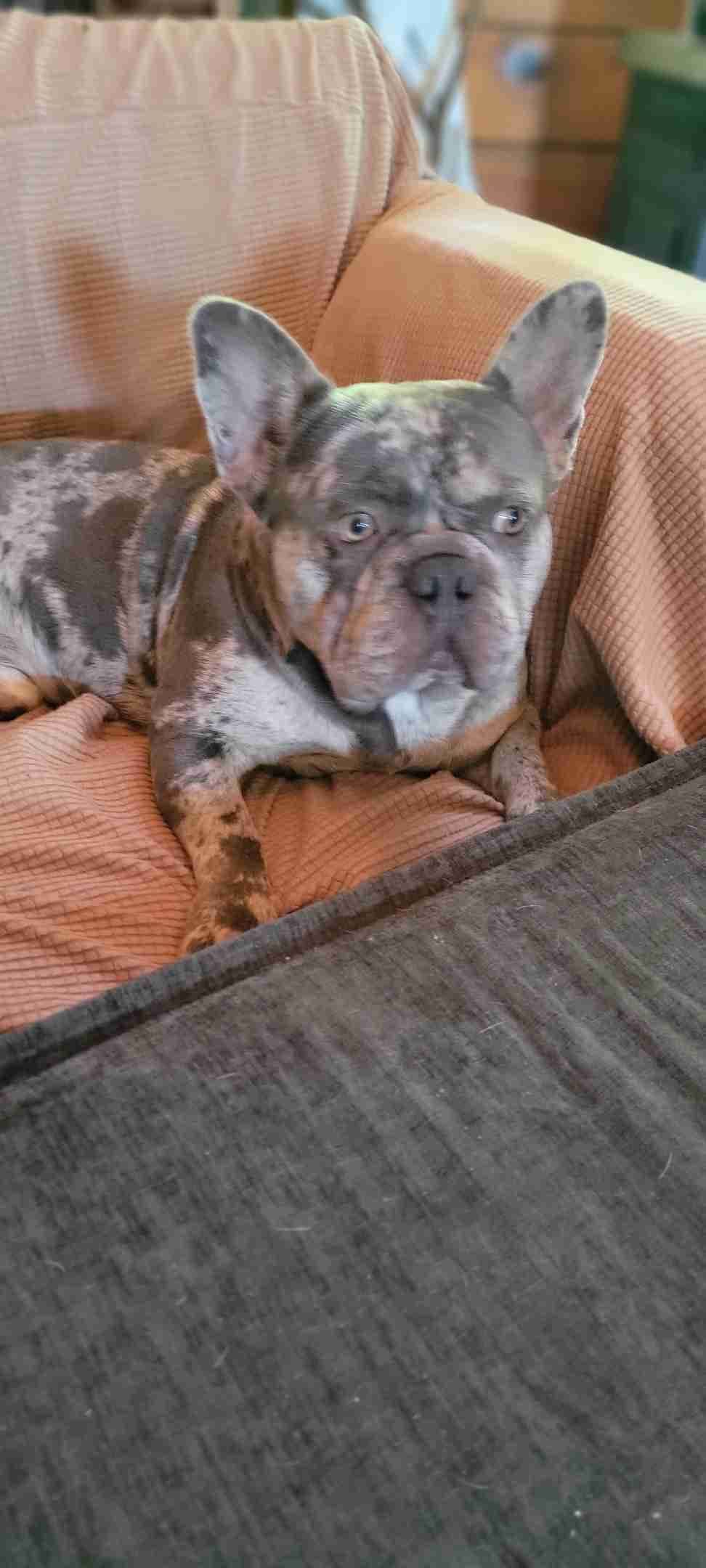 French Bulldog Puppies breeder image 4