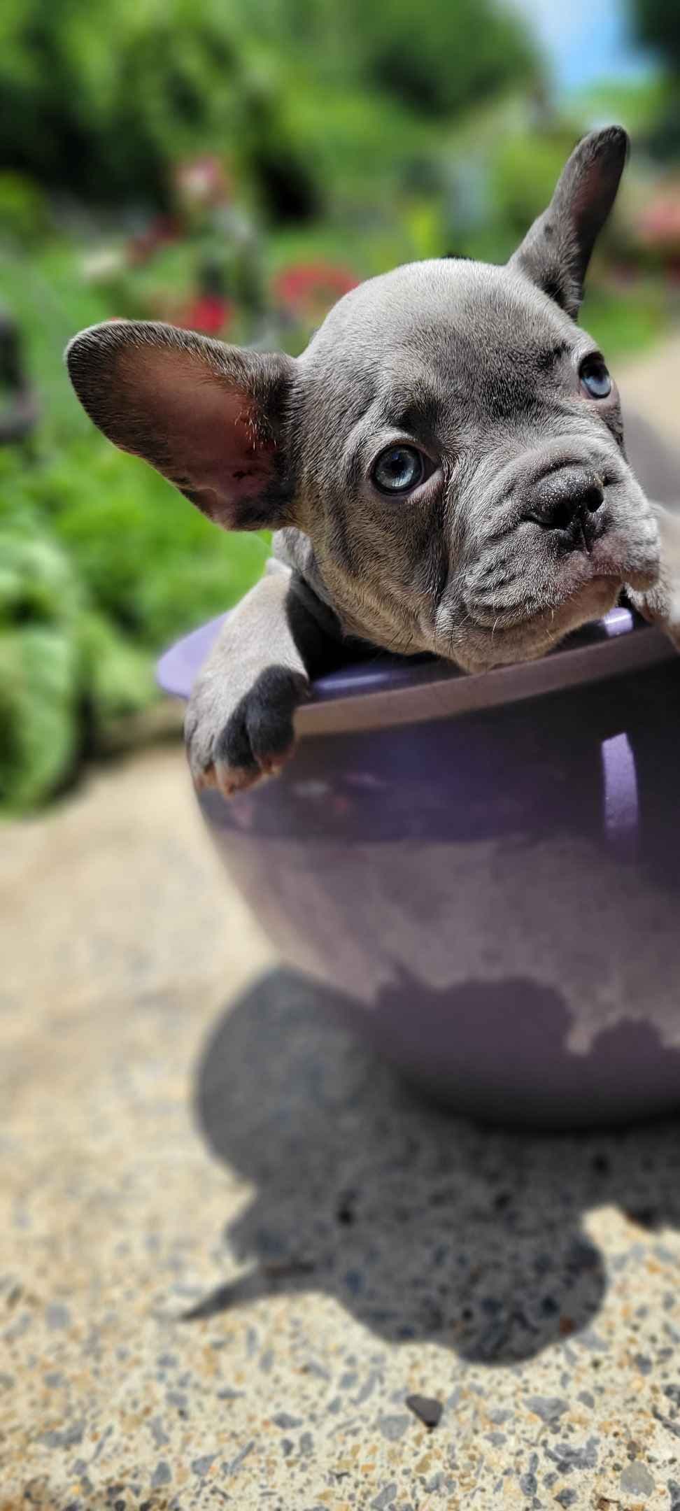 French Bulldog Puppies breeder image 12