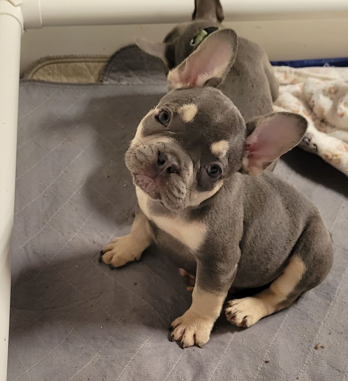 French Bulldog Puppies breeder image 25