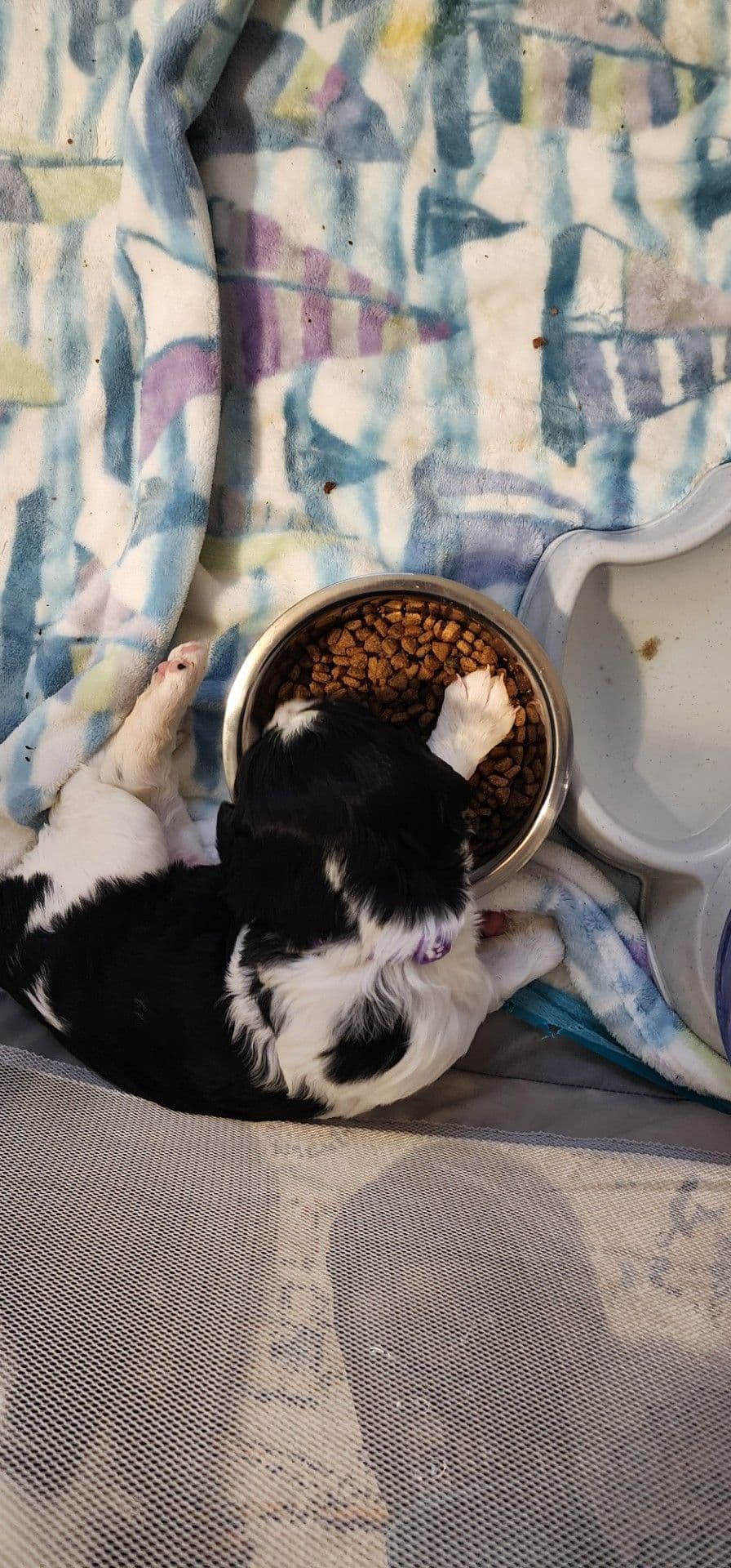 English Springer Spaniel Puppies breeder image 3