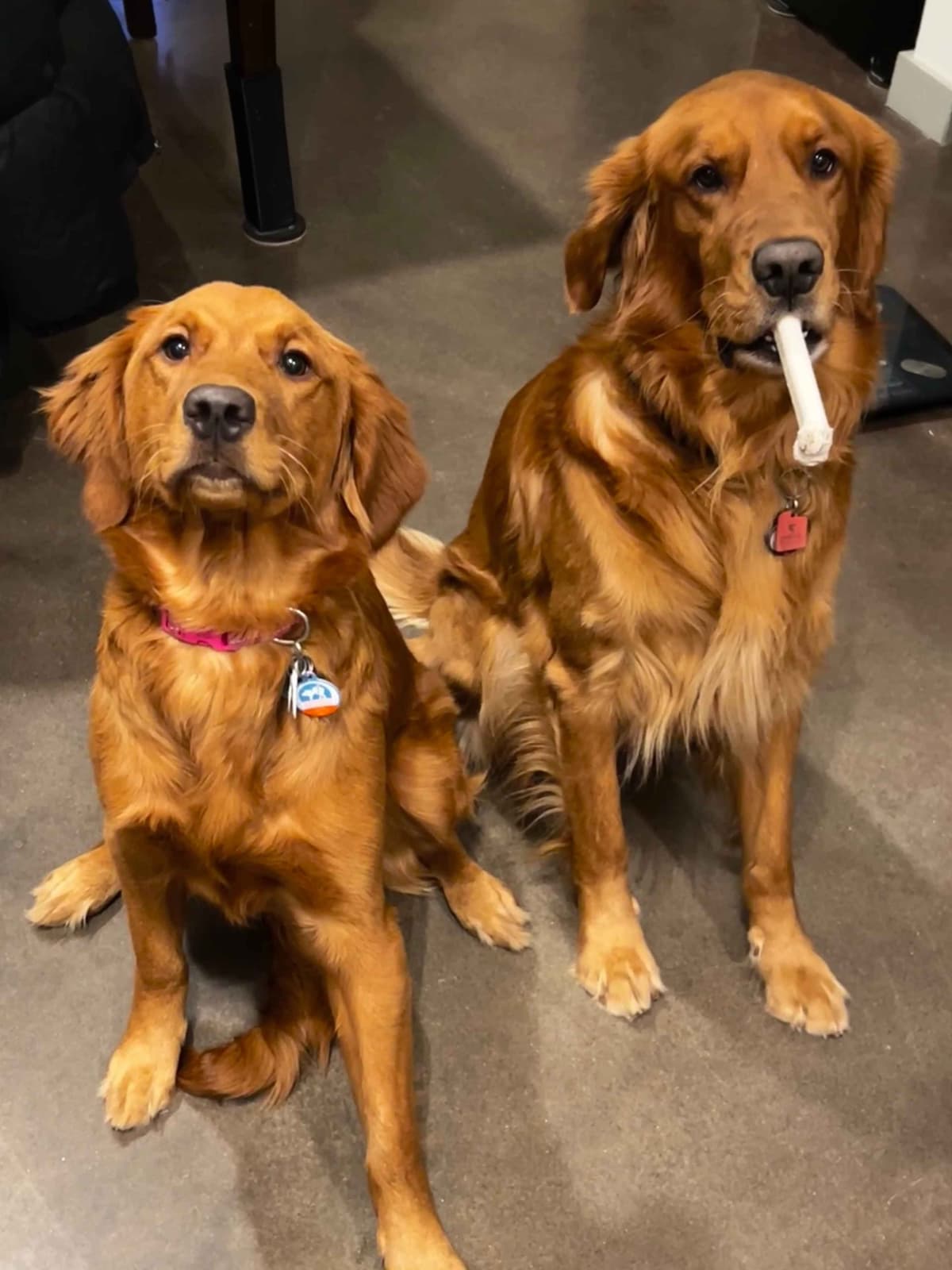 Golden Retriever Puppies breeder image 5