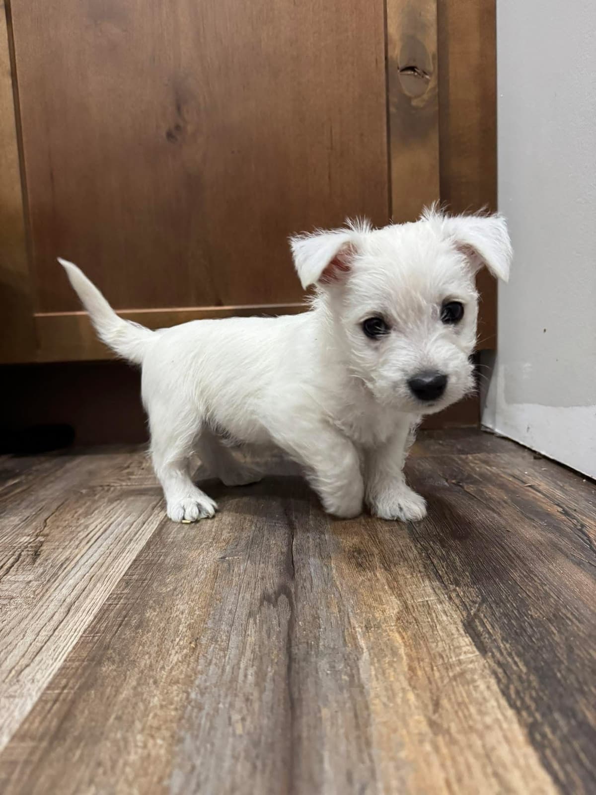 West Highland White Terrier Puppies breeder image 9