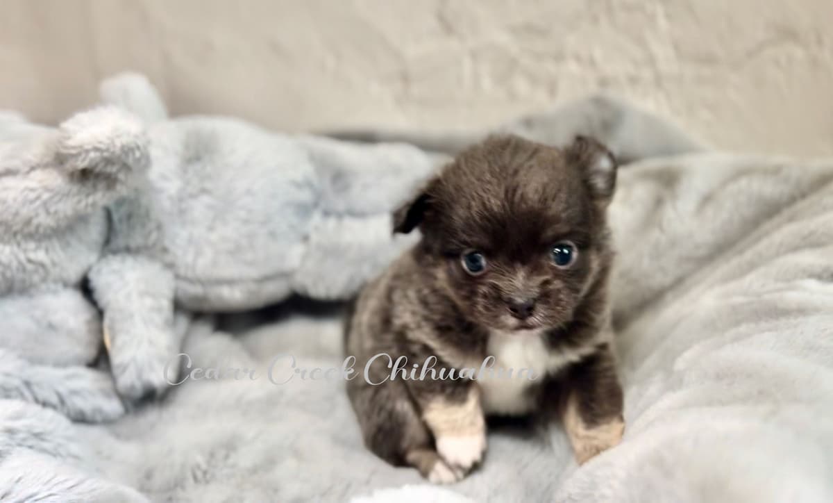 Long hair Chihuahuas breeder image 4